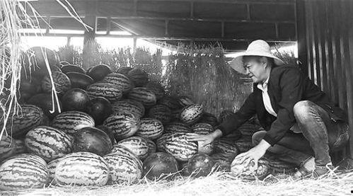 鹿泉吃瓜群众事件视频,网络围观下的社会现象解析