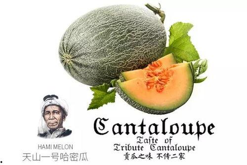 吃瓜群众岱岱 神奶,揭秘吃瓜群众的智慧与幽默