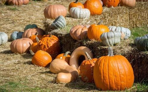 春夏秋冬吃瓜群众,吃瓜群众乐享瓜果盛宴