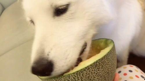 吃瓜群众卖狗头