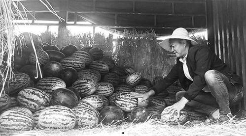 马坊吃瓜群众事件始末,一场网络舆论的风暴与反思