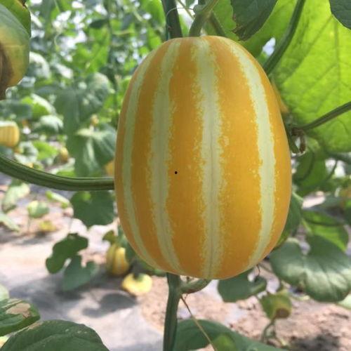 昆仑吃瓜群众是哪里人